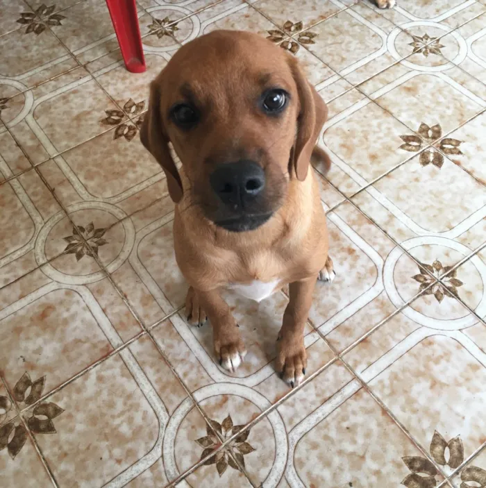 Cachorro ra a Vira lata idade 2 a 6 meses nome Sem nome