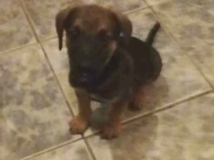 Cachorro ra a Bace vira lata idade 2 a 6 meses nome Sem nome 