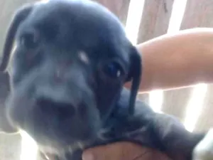 Cachorro raça Bace vira lata idade 2 a 6 meses nome Neguinha 