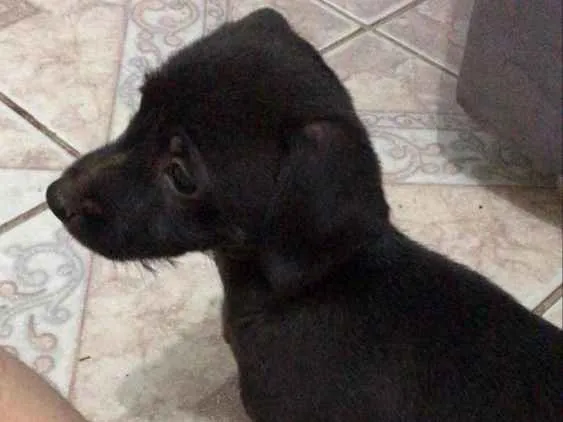 Cachorro ra a Não sabemos  idade Abaixo de 2 meses nome Não definido