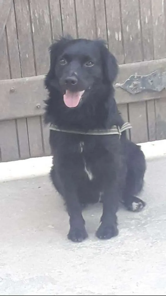 Cachorro ra a SRD idade 3 anos nome Thor