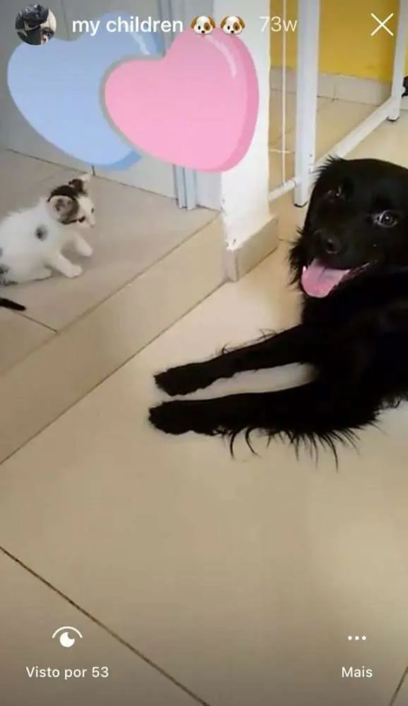 Cachorro ra a SRD idade 3 anos nome Thor