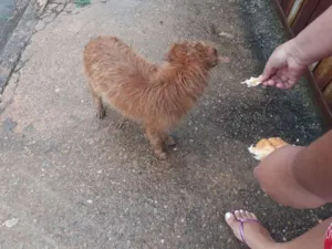 Cachorro raça Viralata idade 1 ano nome Menininha