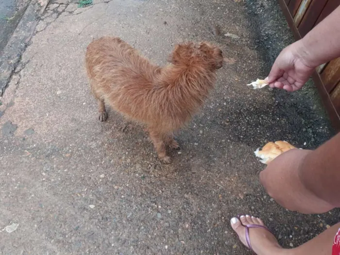 Cachorro ra a Viralata idade 1 ano nome Menininha