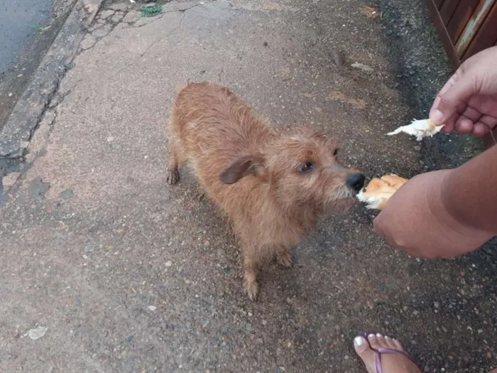 Cachorro ra a Viralata idade 1 ano nome Menininha