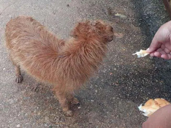 Cachorro ra a Viralata idade 1 ano nome Menininha
