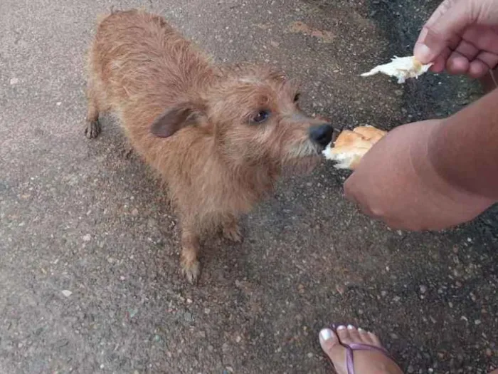 Cachorro ra a Viralata idade 1 ano nome Menininha