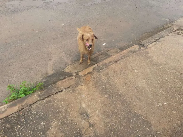 Cachorro ra a Viralata idade 1 ano nome Menininha