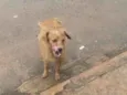 Menininha