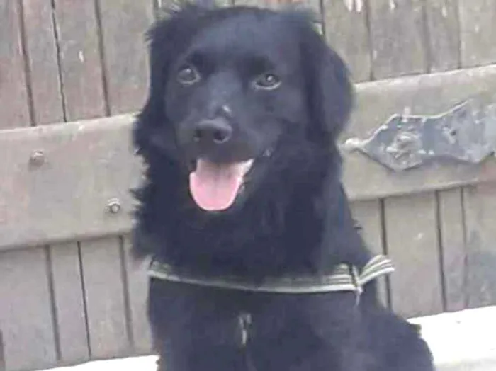 Cachorro ra a SRD idade 3 anos nome Thor