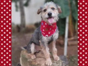 Cachorro raça srd idade 2 anos nome Guni