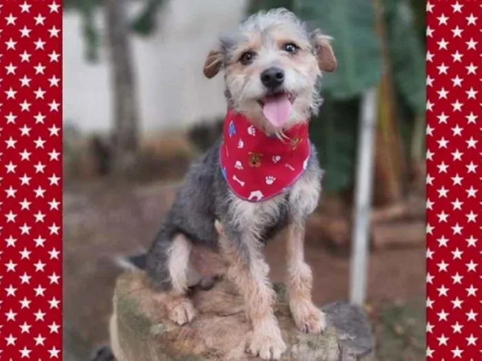 Cachorro ra a srd idade 2 anos nome Guni