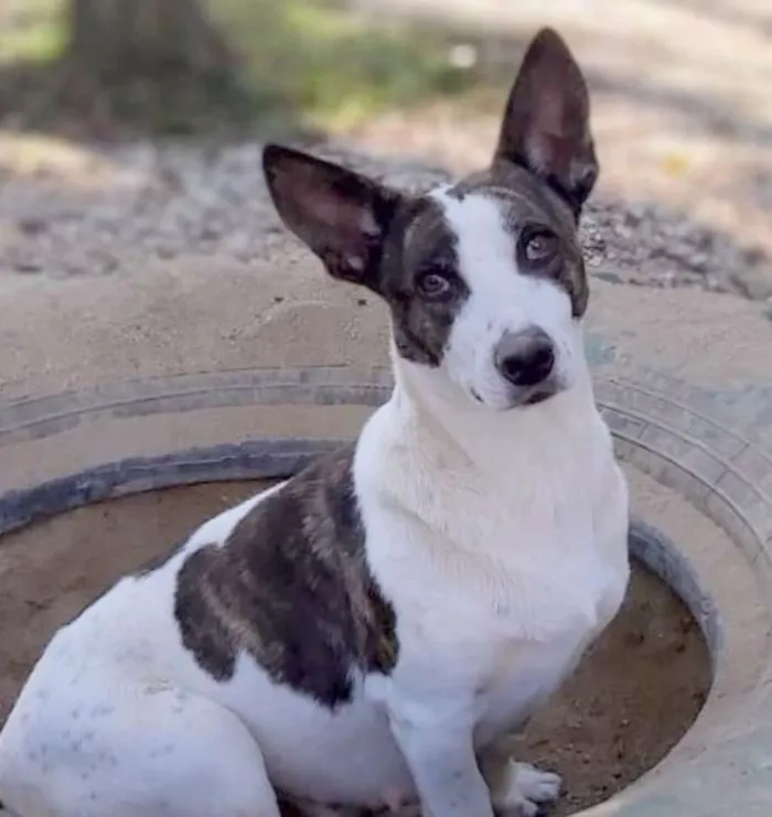 Cachorro ra a srd idade 2 anos nome Lana