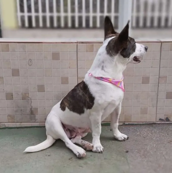 Cachorro ra a srd idade 2 anos nome Lana