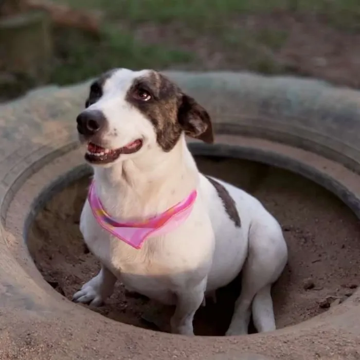 Cachorro ra a srd idade 2 anos nome Lana