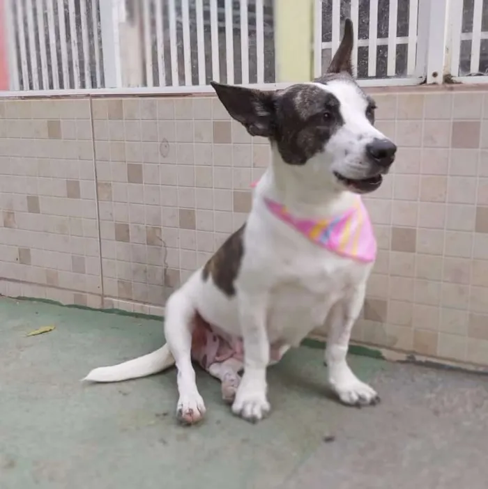 Cachorro ra a srd idade 2 anos nome Lana