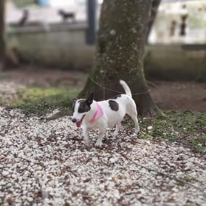 Cachorro ra a srd idade 2 anos nome Lana