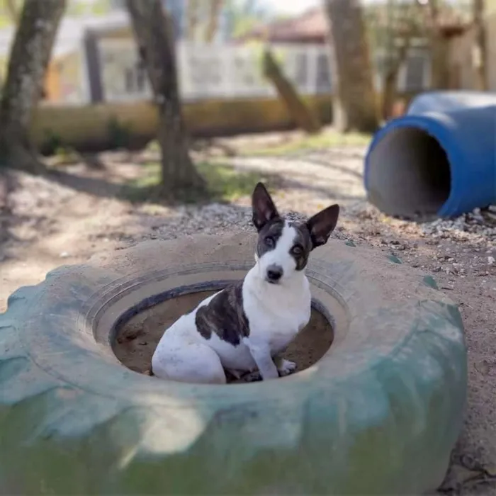 Cachorro ra a srd idade 2 anos nome Lana
