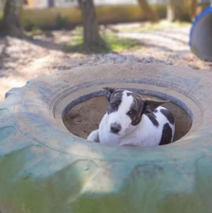 Cachorro ra a srd idade 2 anos nome Lana