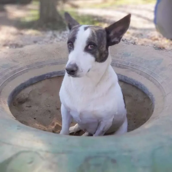 Cachorro ra a srd idade 2 anos nome Lana