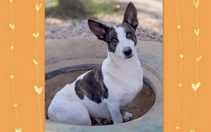 Cachorro ra a srd idade 2 anos nome Lana