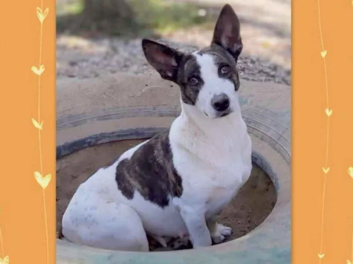 Cachorro ra a srd idade 2 anos nome Lana