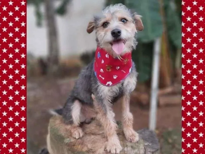Cachorro ra a srd idade 2 anos nome Guni