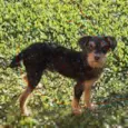 Cachorrinho Kell