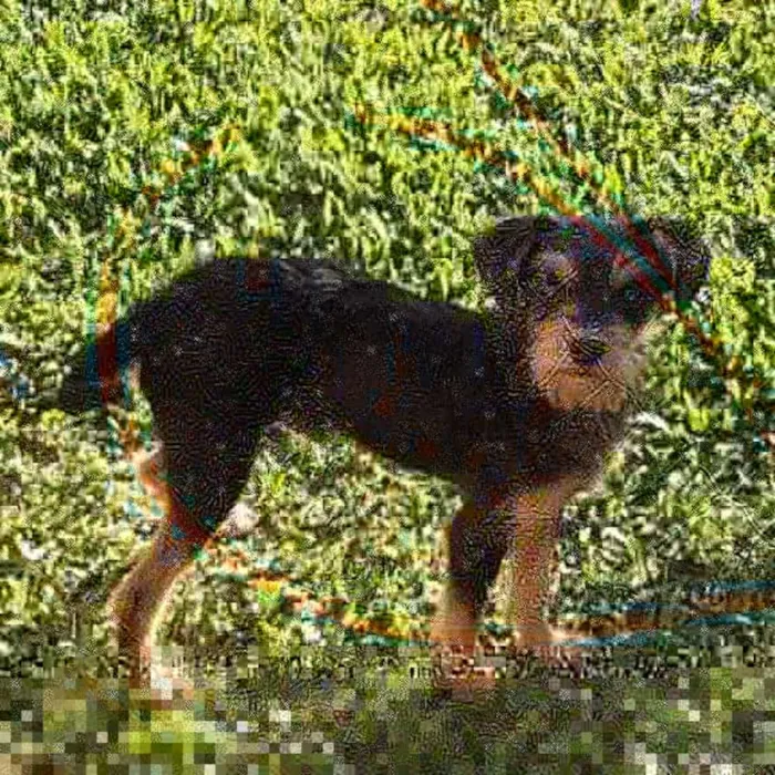 Cachorro raça SRD idade 2 a 6 meses nome Cachorrinho Kell