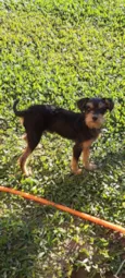 Cachorrinho Kell