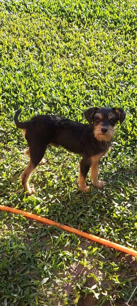 Cachorro raça SRD idade 2 a 6 meses nome Cachorrinho Kell