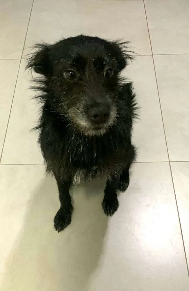 Cachorro ra a  idade 3 anos nome Neguinha 