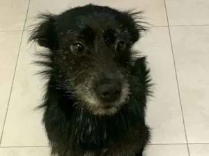 Cachorro raça  idade 3 anos nome Neguinha 