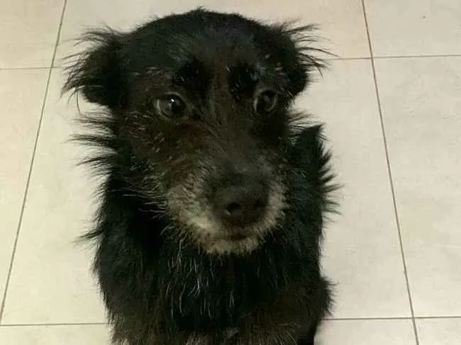 Cachorro ra a  idade 3 anos nome Neguinha 