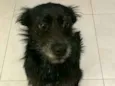 Neguinha