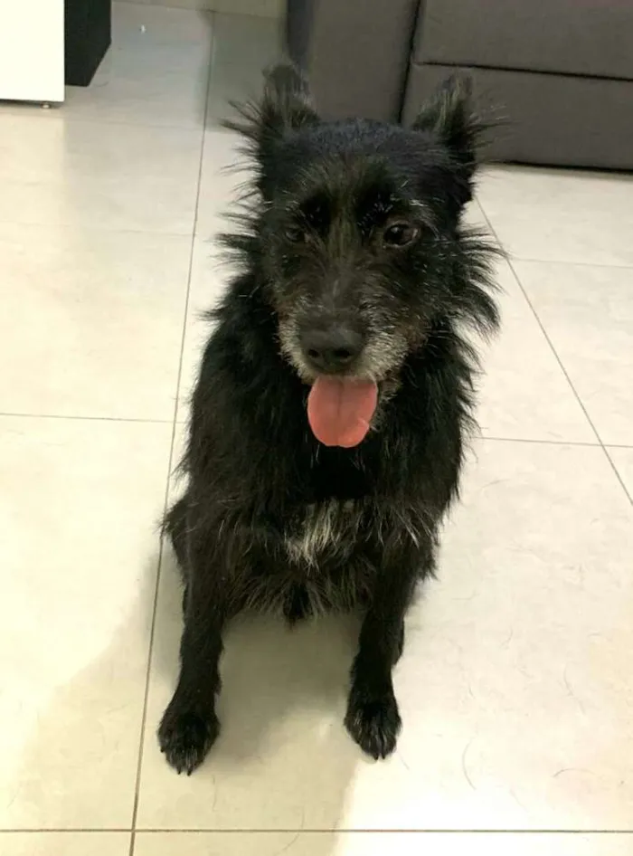 Cachorro ra a  idade 3 anos nome Neguinha 