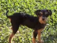 Cachorrinho Kell