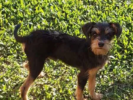 Cachorro raça SRD idade 2 a 6 meses nome Cachorrinho Kell