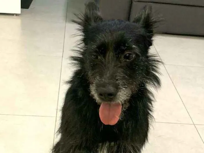 Cachorro ra a  idade 3 anos nome Neguinha 