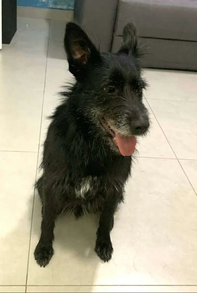 Cachorro ra a  idade 3 anos nome Neguinha 