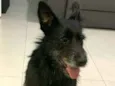 Neguinha