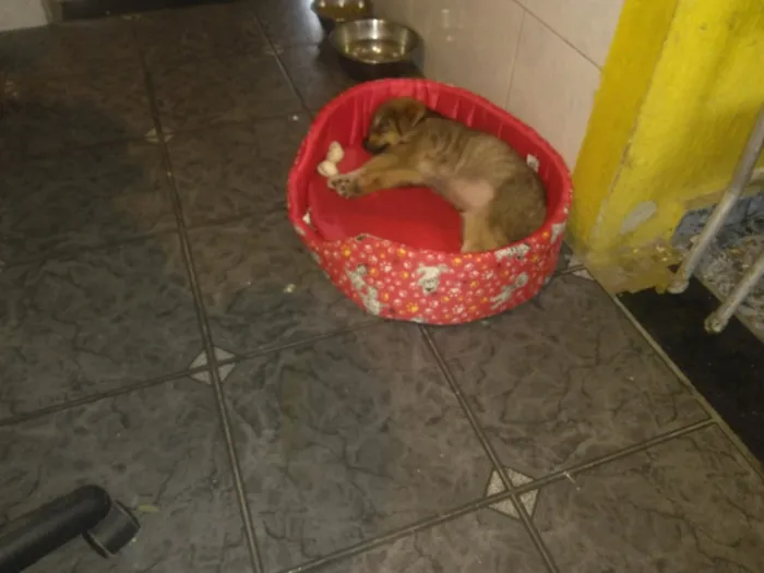 Cachorro ra a Shitzu idade Abaixo de 2 meses nome princeza