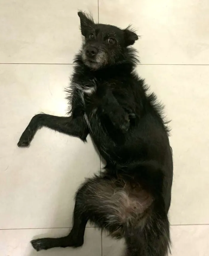 Cachorro ra a  idade 3 anos nome Neguinha 