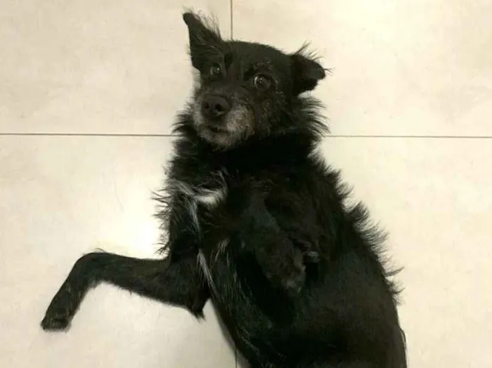 Cachorro ra a  idade 3 anos nome Neguinha 