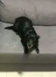 Neguinha