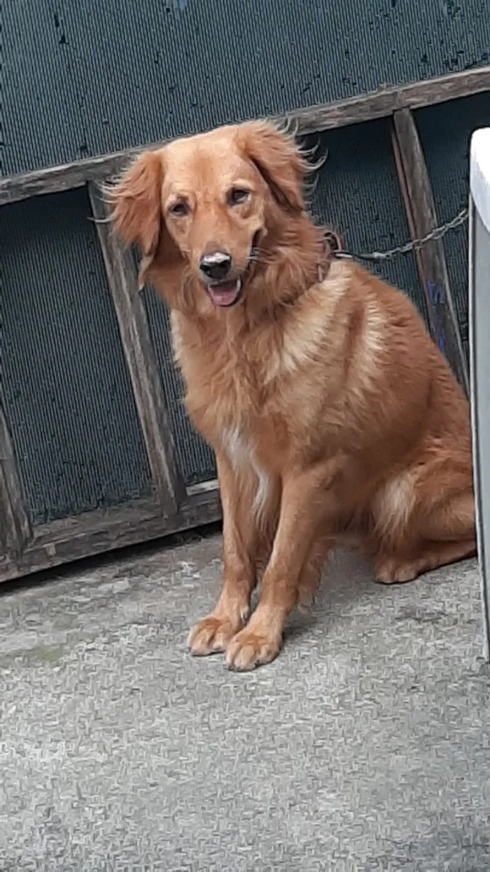 Cachorro ra a Misturado poodle com vira lata idade 4 anos nome Betoven