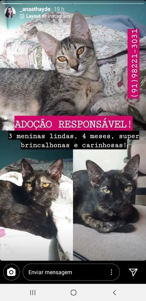 Gato ra a SRD idade 2 a 6 meses nome 06 femeas