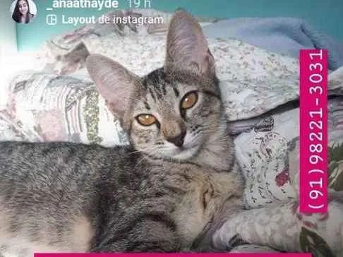 Gato ra a SRD idade 2 a 6 meses nome 06 femeas