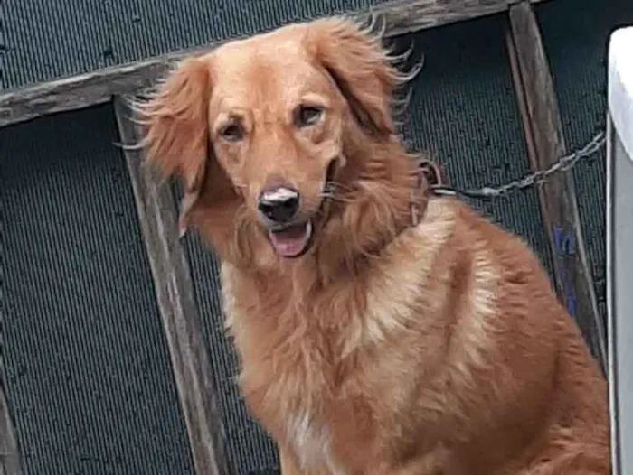 Cachorro ra a Misturado poodle com vira lata idade 4 anos nome Betoven