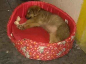 Cachorro raça Shitzu idade Abaixo de 2 meses nome princeza